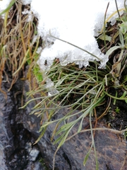 Asplenium septentrionale