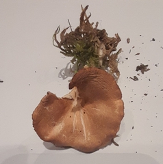 Infundibulicybe squamulosa