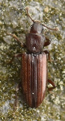 Bothrideres bipunctatus