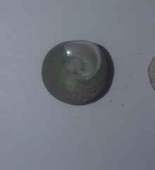 Steromphala divaricata