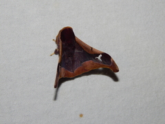 Holocerina smilax