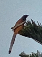 Dendrocitta vagabunda