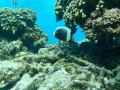 Chaetodon reticulatus