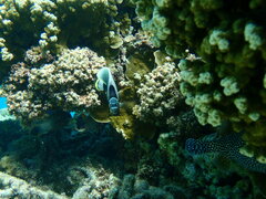 Chaetodon reticulatus