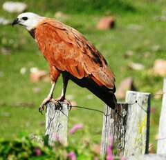 Busarellus nigricollis