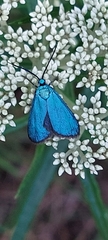 Pollanisus viridipulverulenta