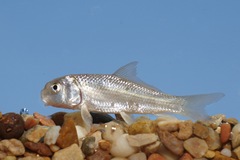 Carpiodes carpio