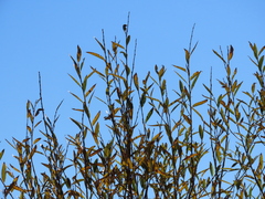 Salix salviifolia
