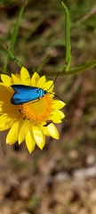Pollanisus viridipulverulenta