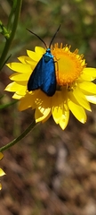 Pollanisus viridipulverulenta