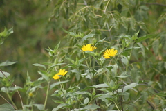 Helianthus tuberosus