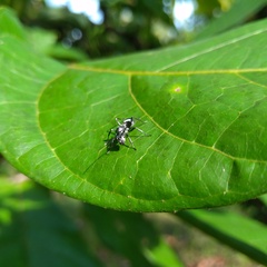 Myrmhopla