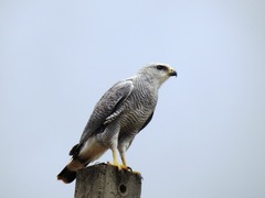 Buteo nitidus