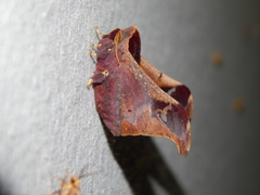 Holocerina smilax