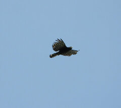 Spizaetus tyrannus