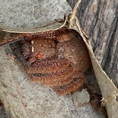 Neosparassus diana