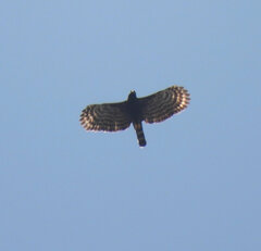Spizaetus tyrannus