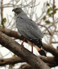 Geranospiza caerulescens