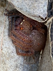 Neosparassus diana