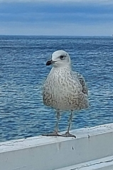 Larus argentatus