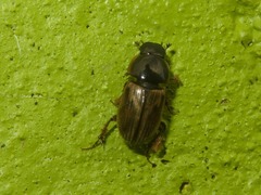 Melinopterus prodromus
