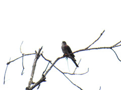 Harpagus bidentatus
