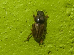 Melinopterus prodromus