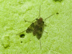 Psectrotanypus varius