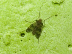 Psectrotanypus varius