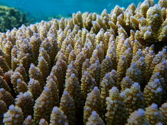 Acropora