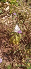 Pontia sisymbrii