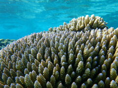 Acropora
