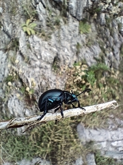 Platycorynus peregrinus