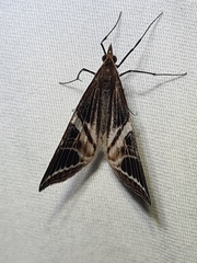 Phrataria transcissata