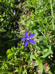 Gentiana bavarica bavarica