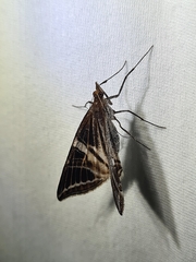 Phrataria transcissata