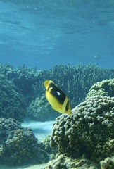 Chaetodon quadrimaculatus