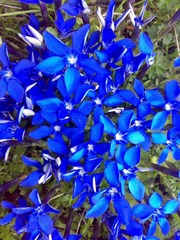 Gentiana brachyphylla brachyphylla