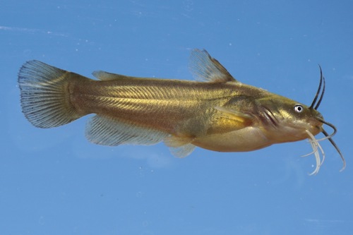 Yellow Bullhead