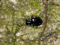 Physodera eschscholtzii