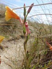 Oenothera stricta