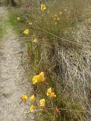 Oenothera stricta