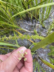 Platysace pendula