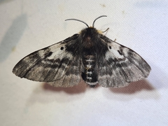 Nataxa flavescens