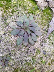 Arabidopsis thaliana