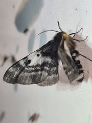 Nataxa flavescens