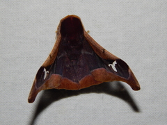 Holocerina smilax