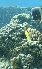 Chaetodon quadrimaculatus