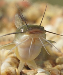 Yellow Bullhead photo 3