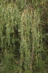 Salix